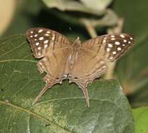 Image of Dappled Daggerwing