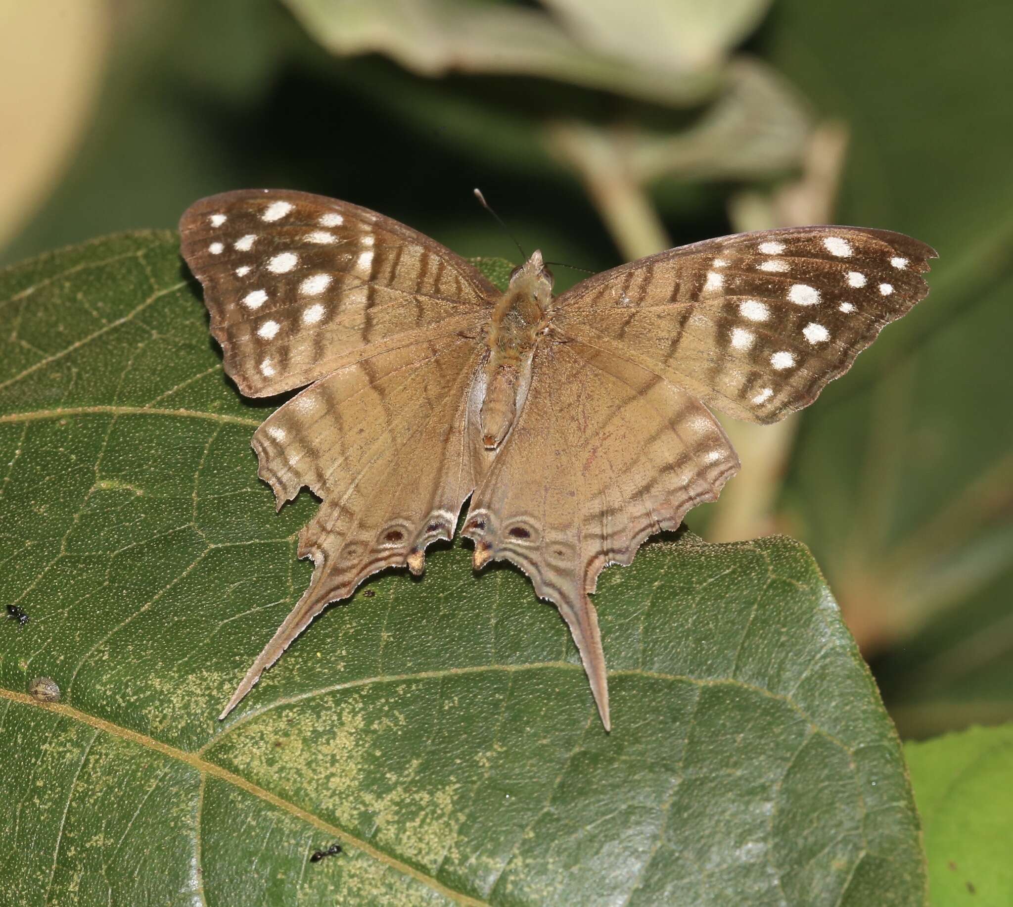 Image of Dappled Daggerwing