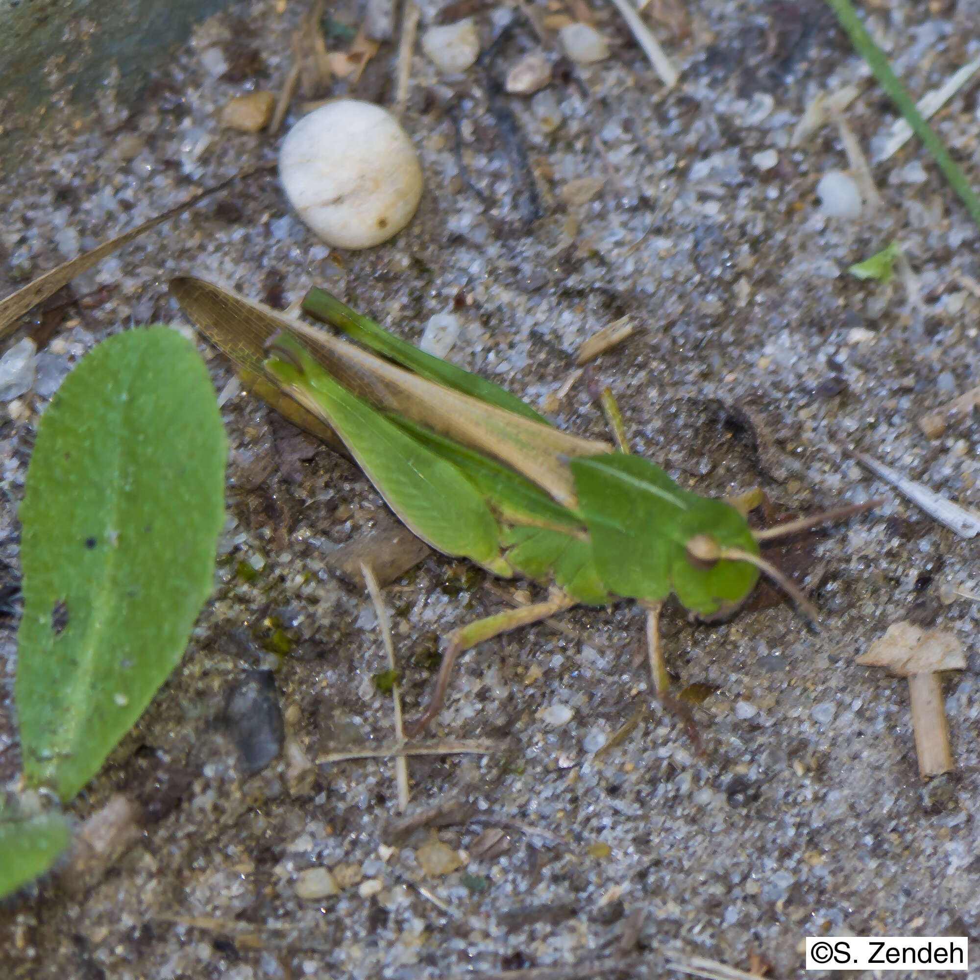 Image of Green-striped Grasshopper