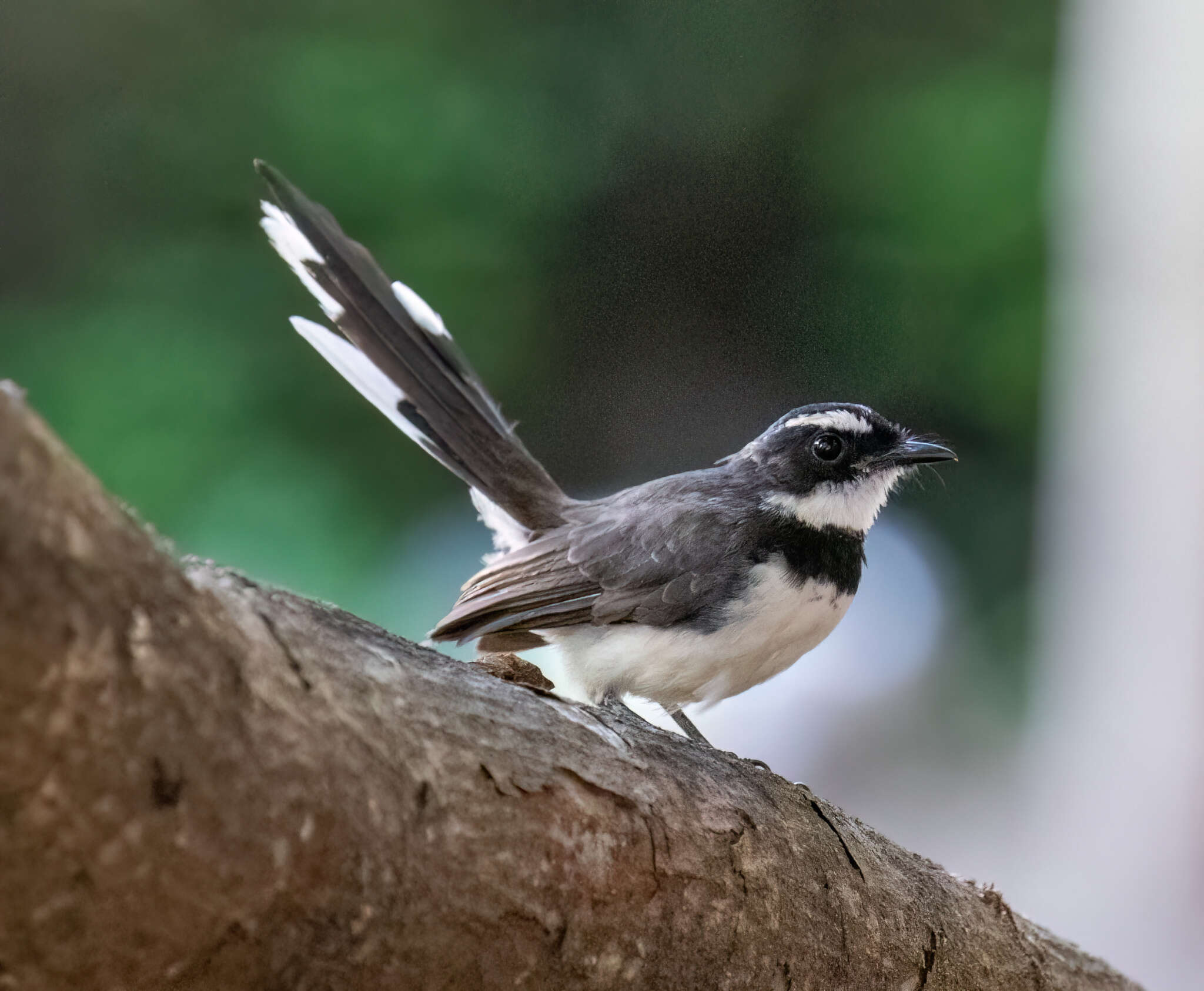 Image of Philippine Pied Fantail