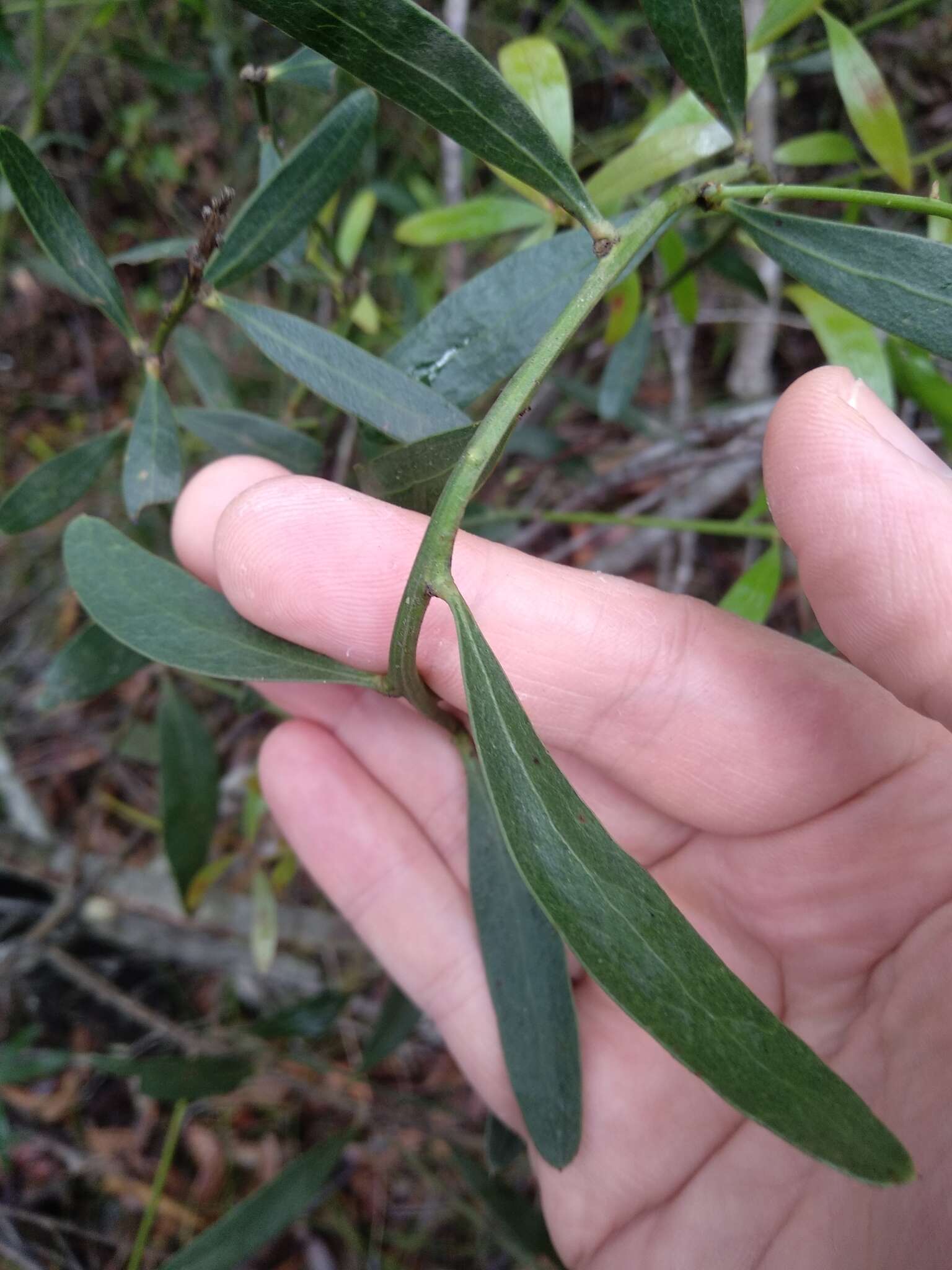 Imagem de Daviesia corymbosa Sm.