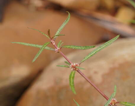 Imagem de Alternanthera denticulata R. Br.