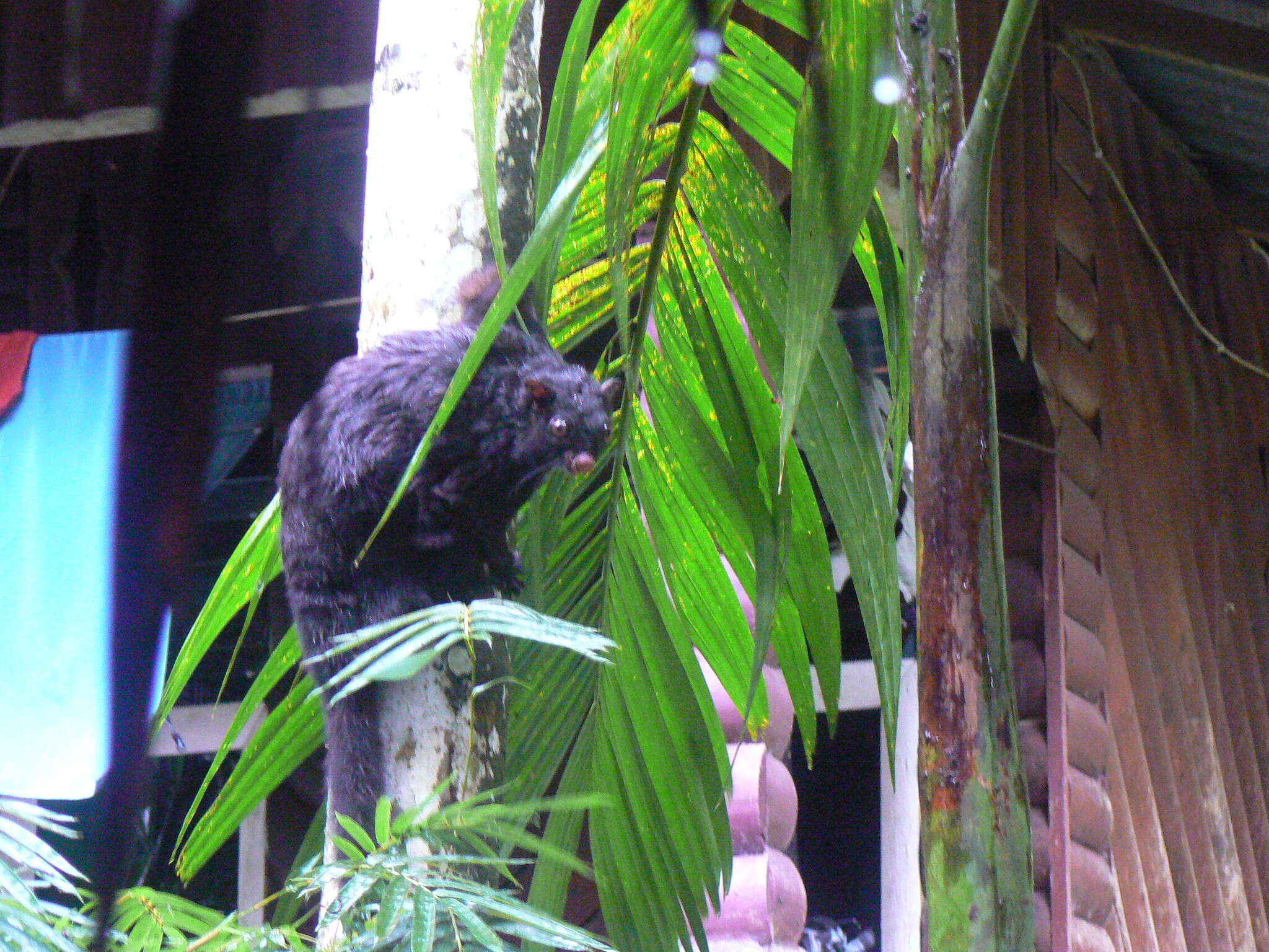 Image of Black Flying Squirrel