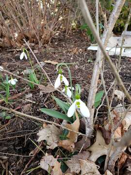 Image of giant snowdrop