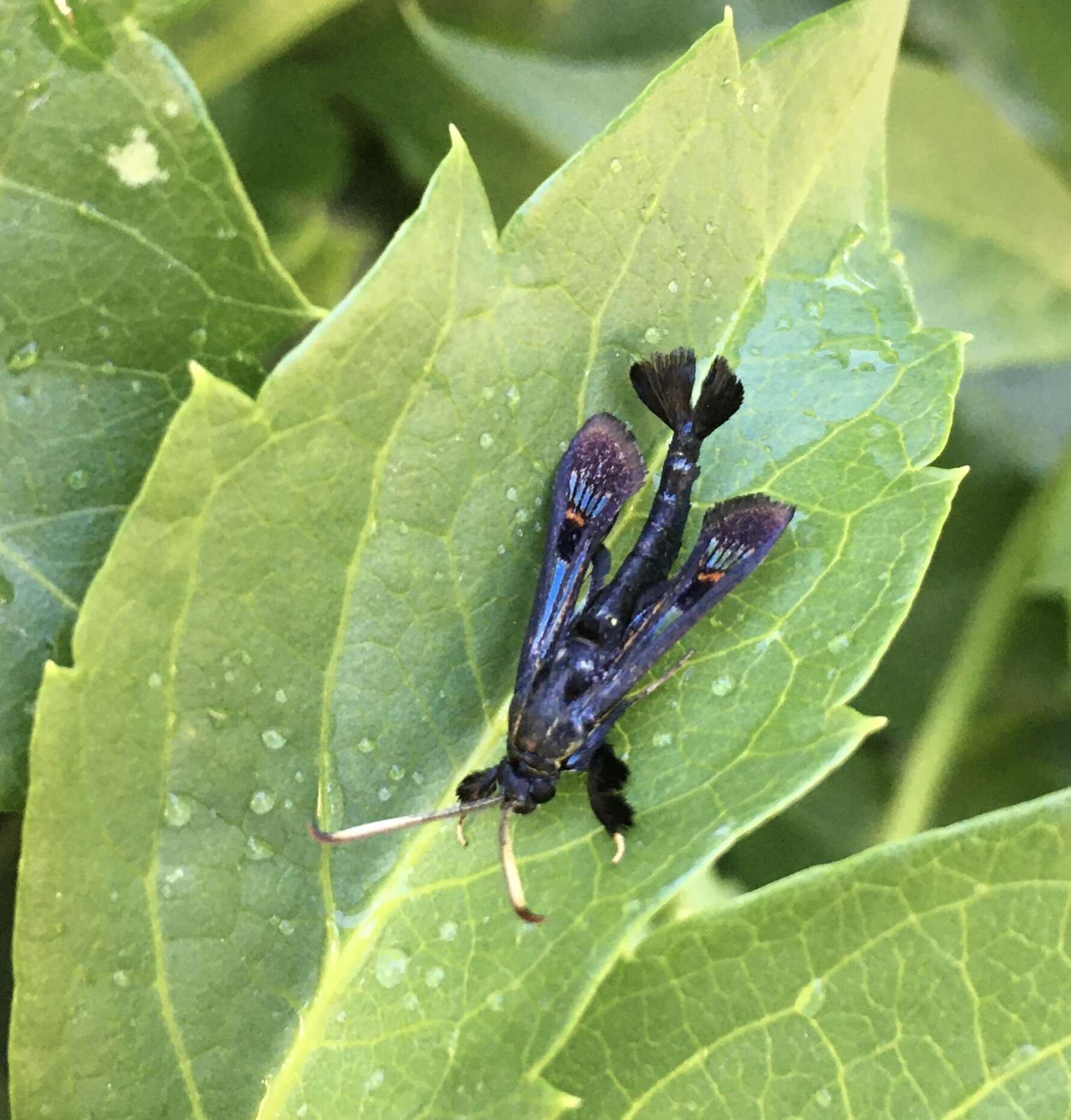 Image of Virginia Creeper Clearwing