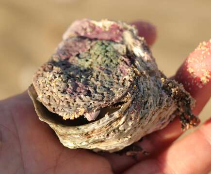 Image of Cape rock oyster