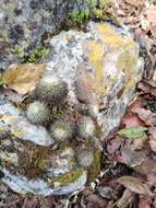 Image of Mammillaria albilanata subsp. tegelbergiana (G. E. Linds.) D. R. Hunt