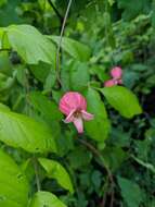 Image de Clematis texensis Buckl.