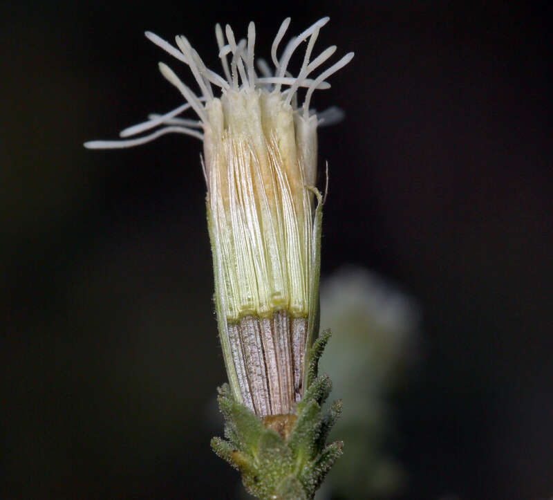 Слика од <i>Brickellia <i>microphylla</i></i> var. microphylla