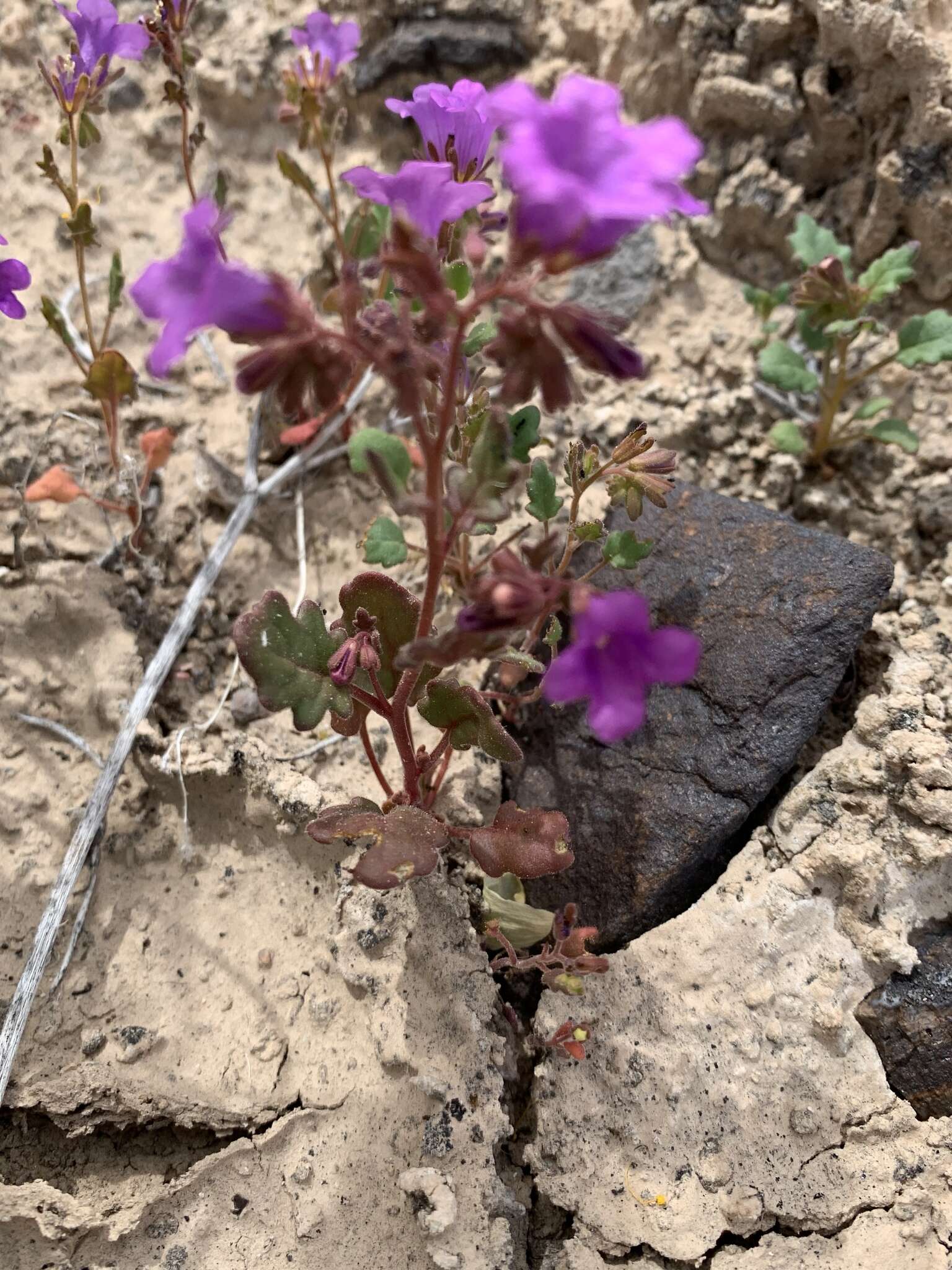 Phacelia pulchella var. gooddingii (Brand) J. T. Howell resmi