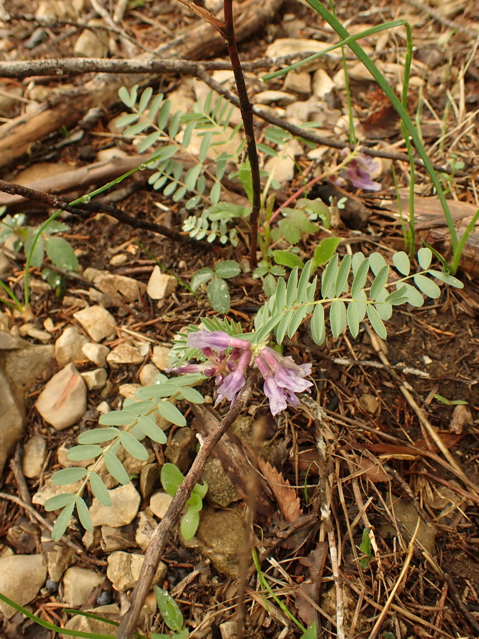 صورة Astragalus bibullatus Barneby & E. L. Bridges