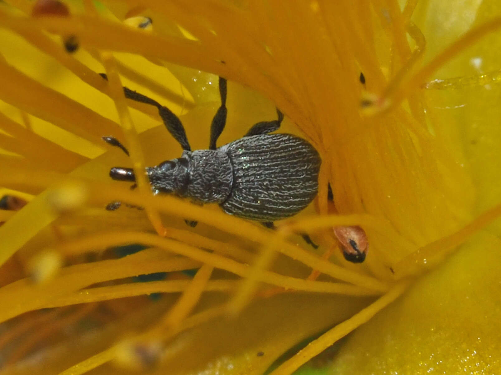 Image of Pseudoperapion brevirostre (Herbst 1797)