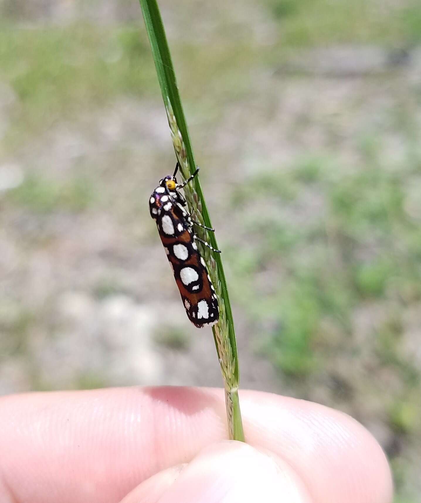 Sivun Cydosia nobilitella Cramer 1779 kuva