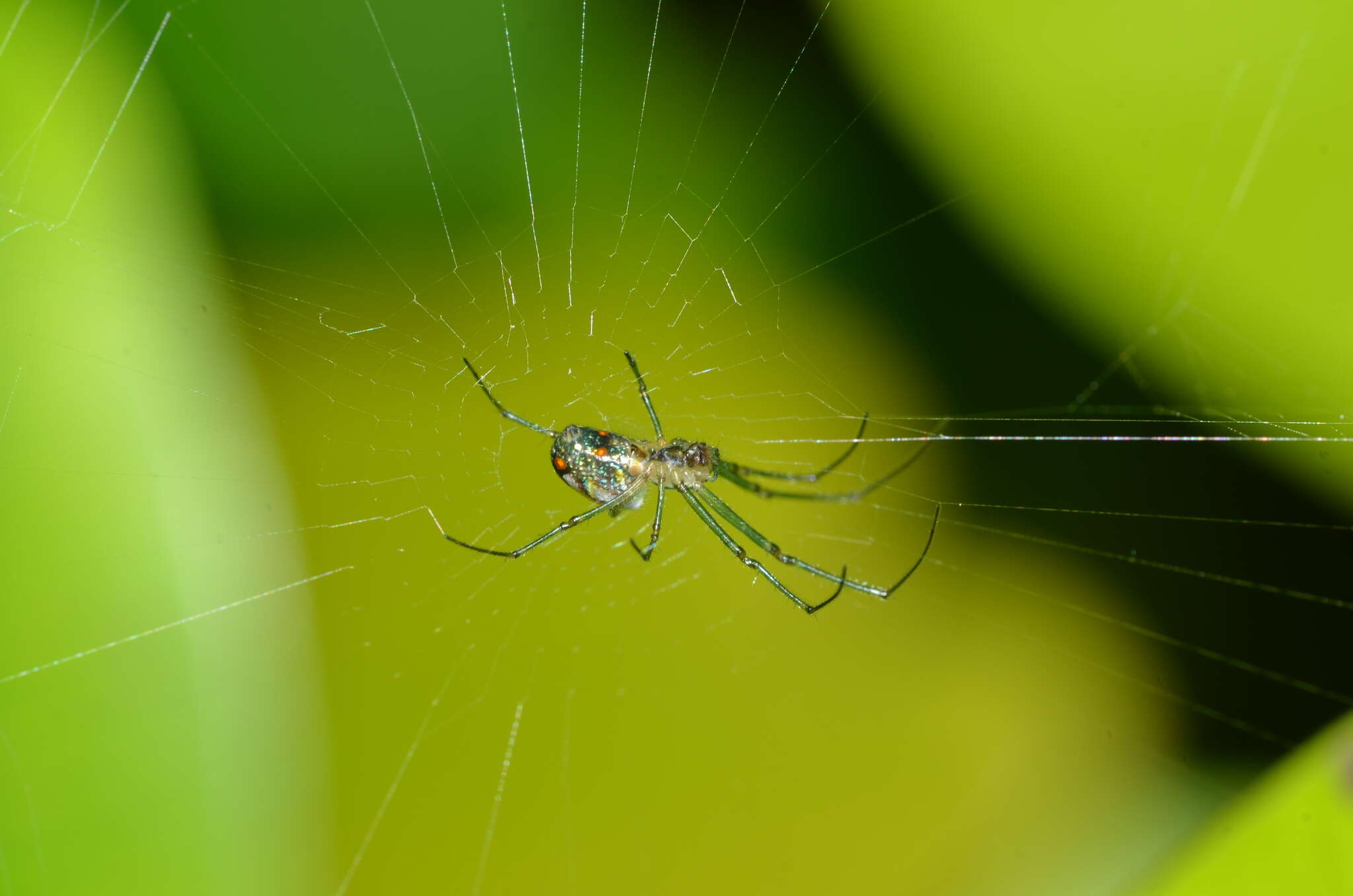 Image of Leucauge regnyi (Simon 1898)