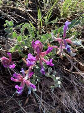 Image of Short's milkvetch