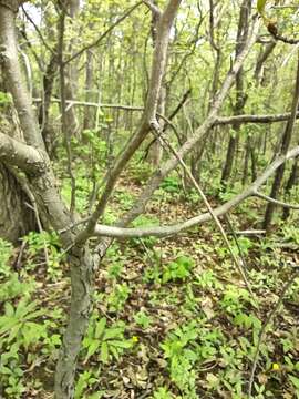 Image of rough hawthorn