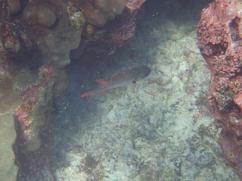 Image of Australian Squirrel-fish