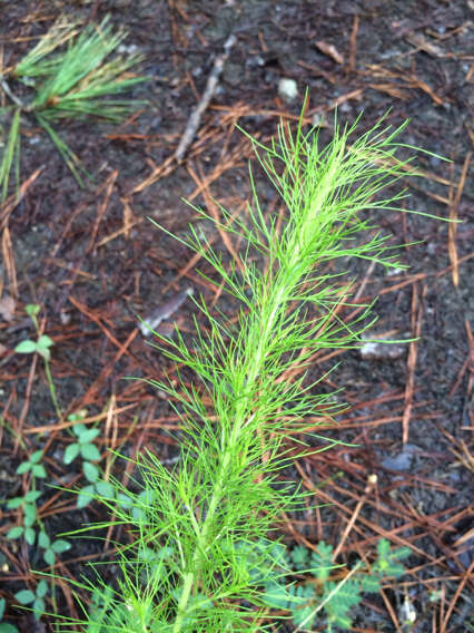 Eupatorium capillifolium (Lam.) Small的圖片