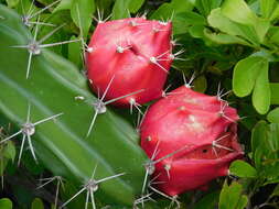 Image of Barbed-wire cactus