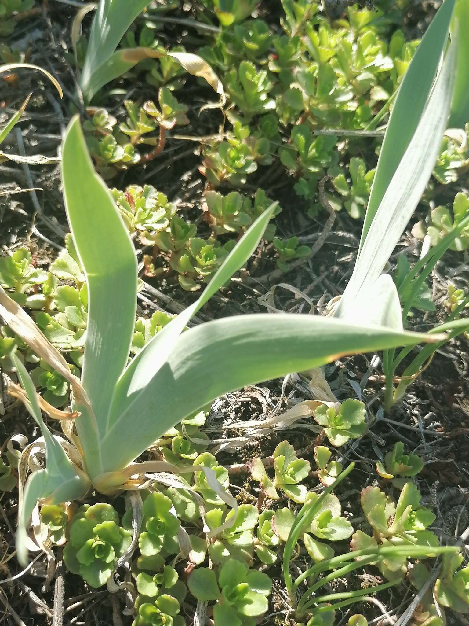 Image of Iris glaucescens Bunge