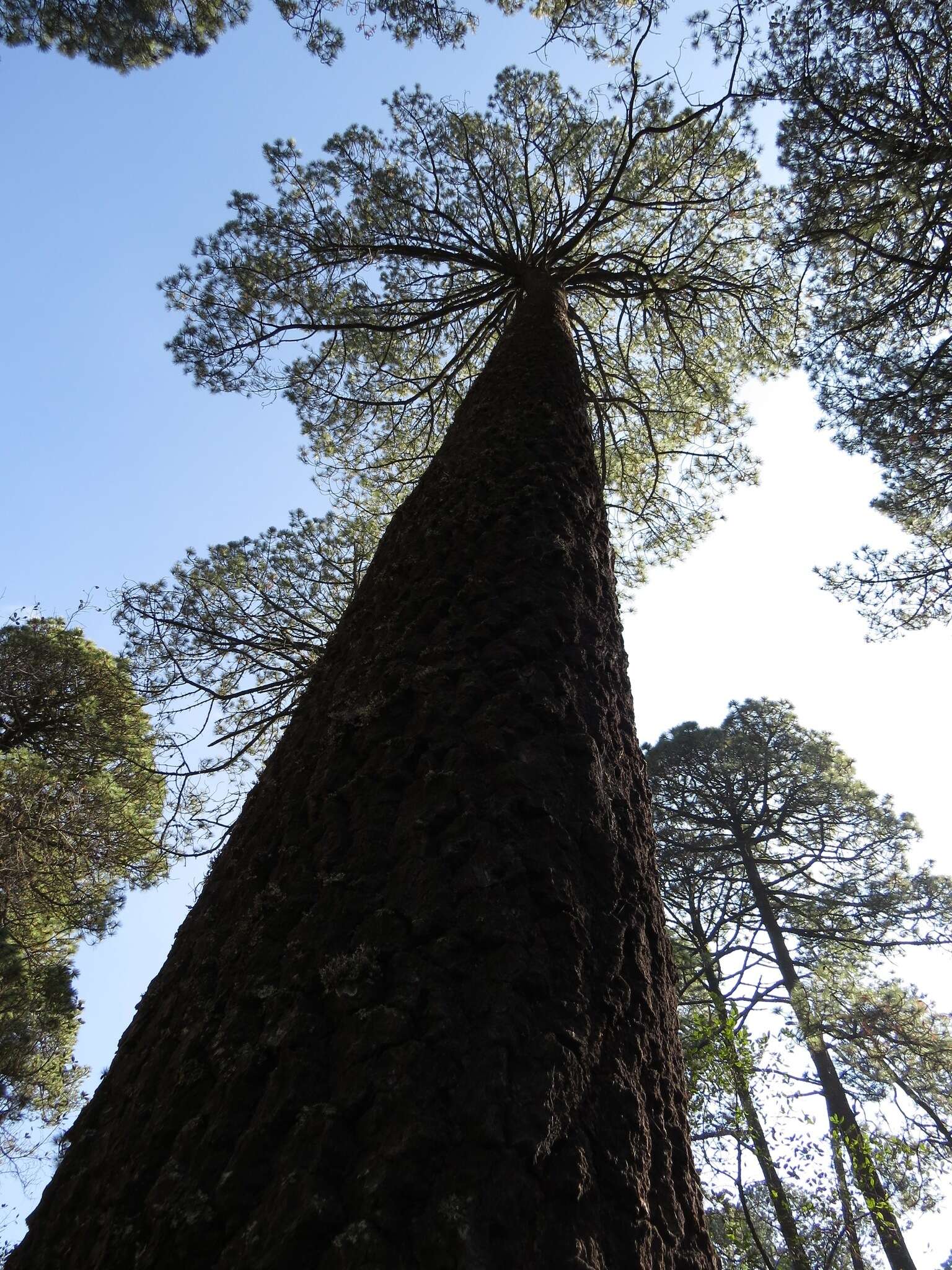 Image of Hartweg's Pine