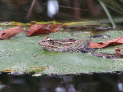 Image of Lithobates brownorum (Sanders 1973)