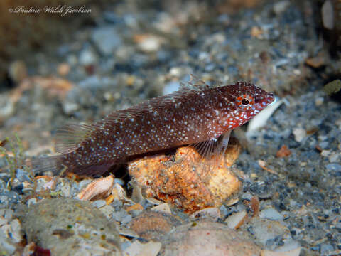 Image of Rosy Blenny