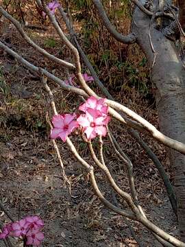 Imagem de Rosa-do-deserto