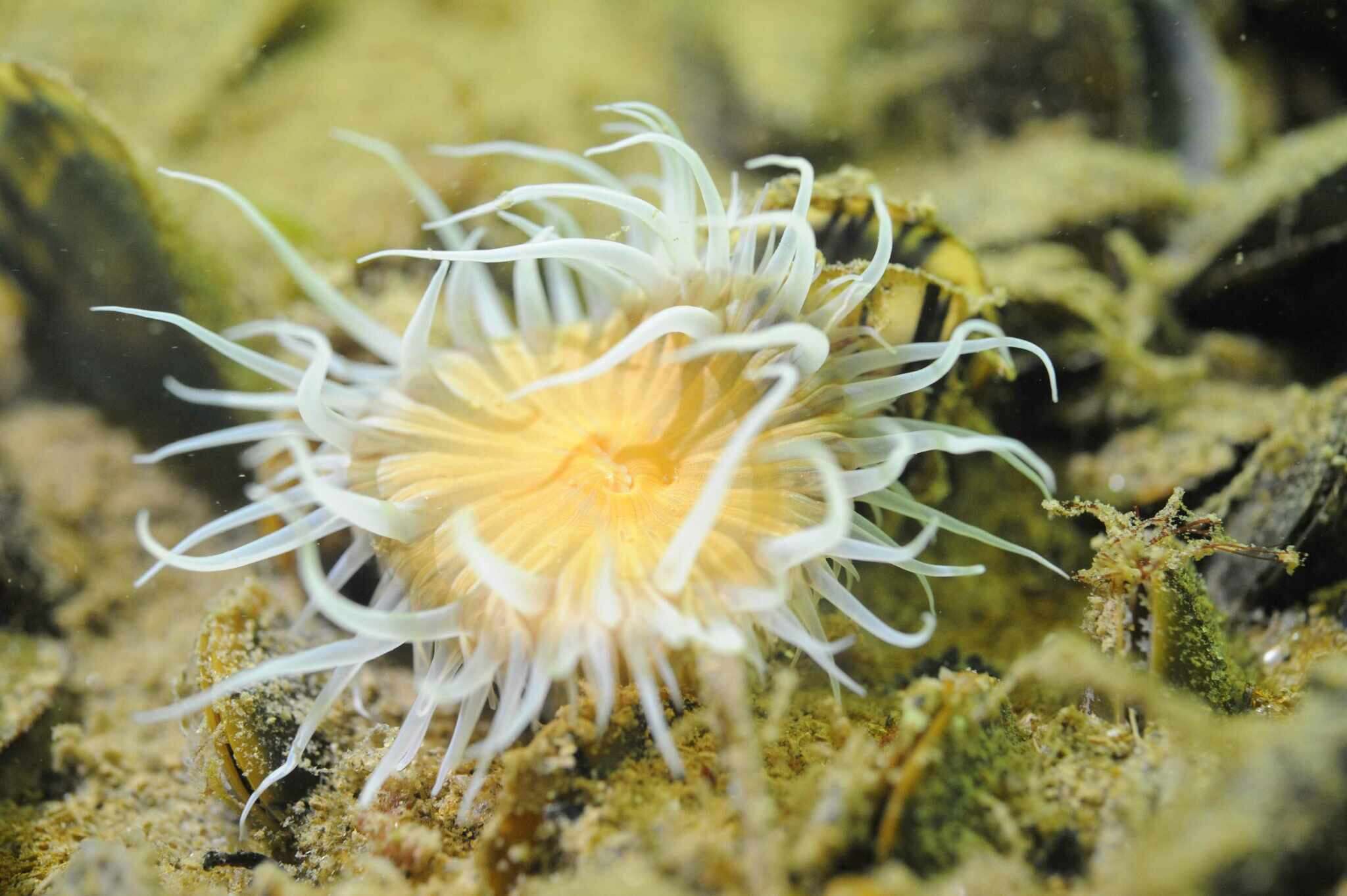 Image of thenarian burrowing anemones