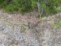 Image of Cylindropuntia alcahes (F. A. C. Weber) F. M. Knuth