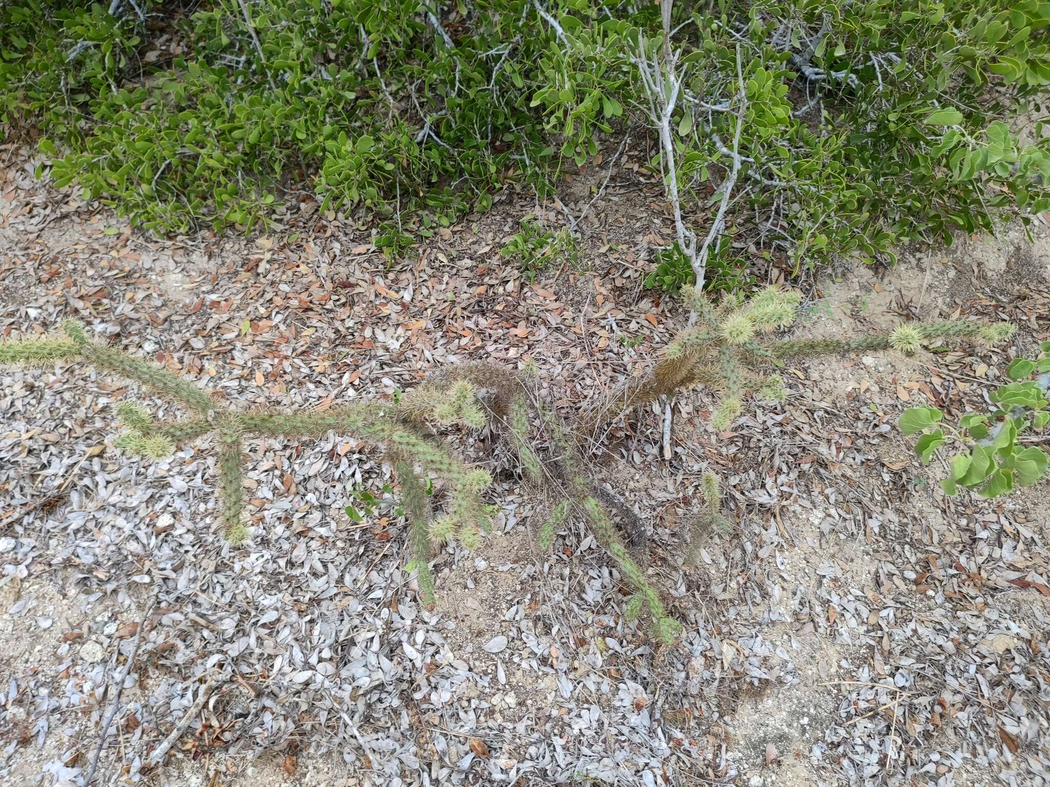 Image of Cylindropuntia alcahes (F. A. C. Weber) F. M. Knuth