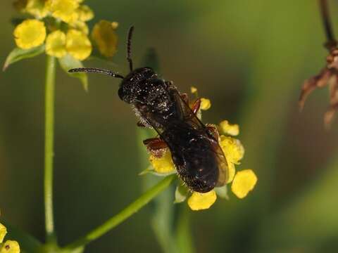 Image of Lasioglossum bluethgeni Ebmer 1971