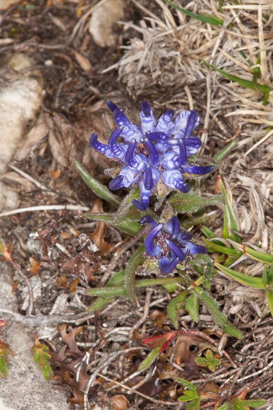 Imagem de Phyteuma sieberi Spreng.