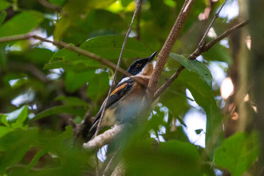 Image of <i>Batis dimorpha</i>