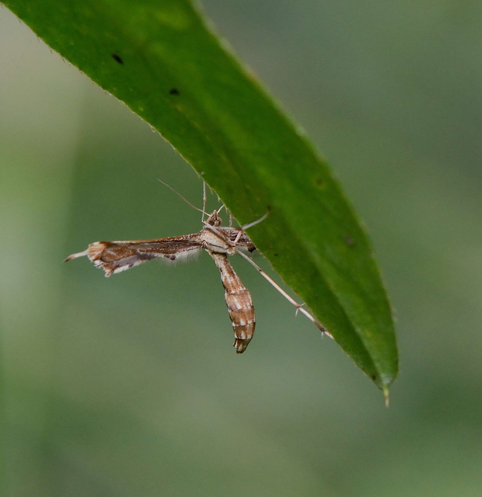 Image de Platyptilia gonodactyla (Denis & Schiffermüller 1775)