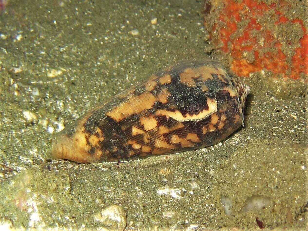 Image of Striated cone snail