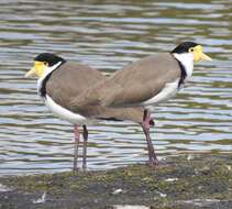 Image of Masked Lapwing