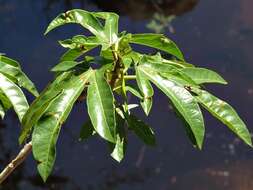 Image of Jatropha variifolia Pax