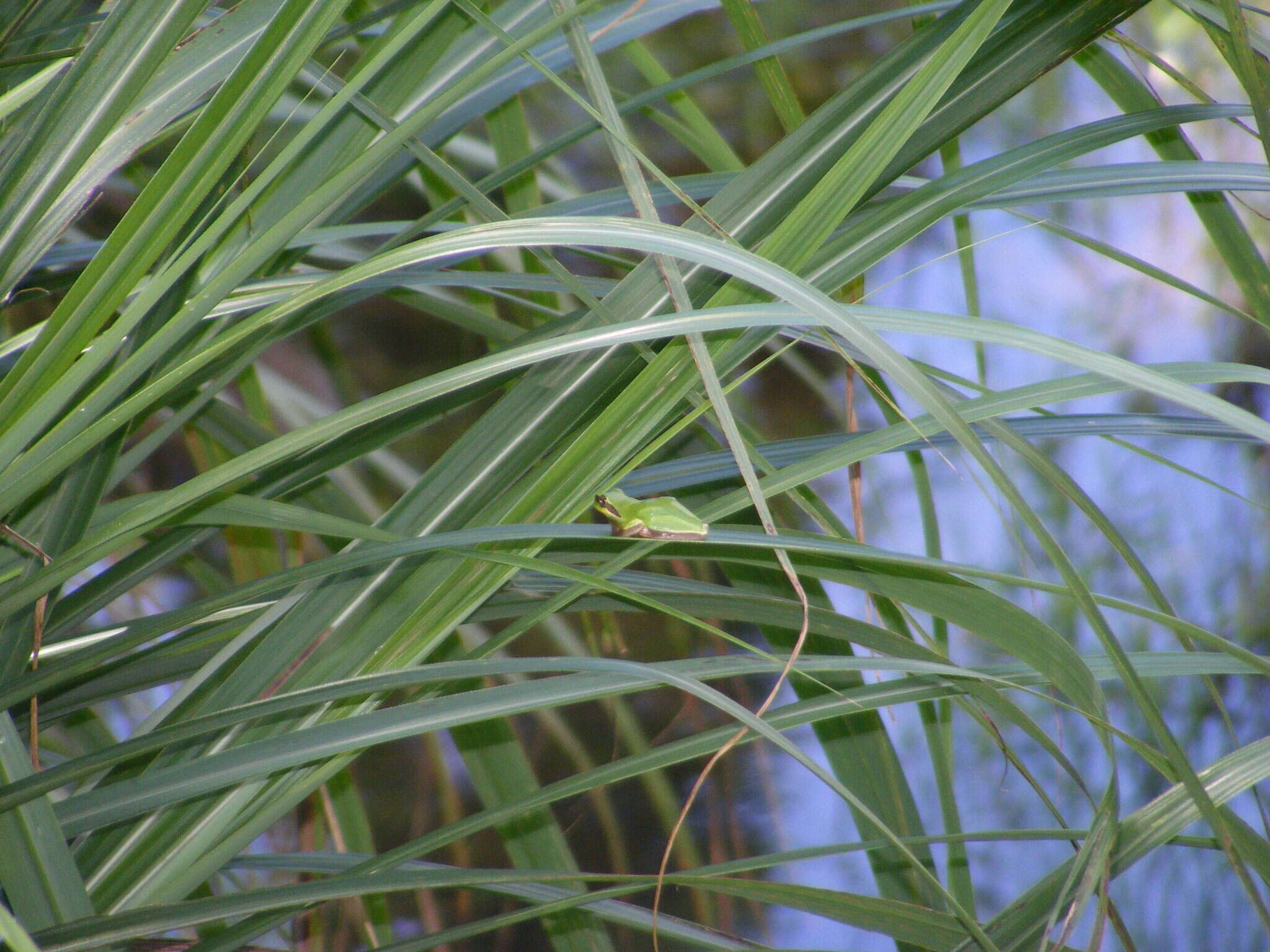 Image of Chinese Tree Toad