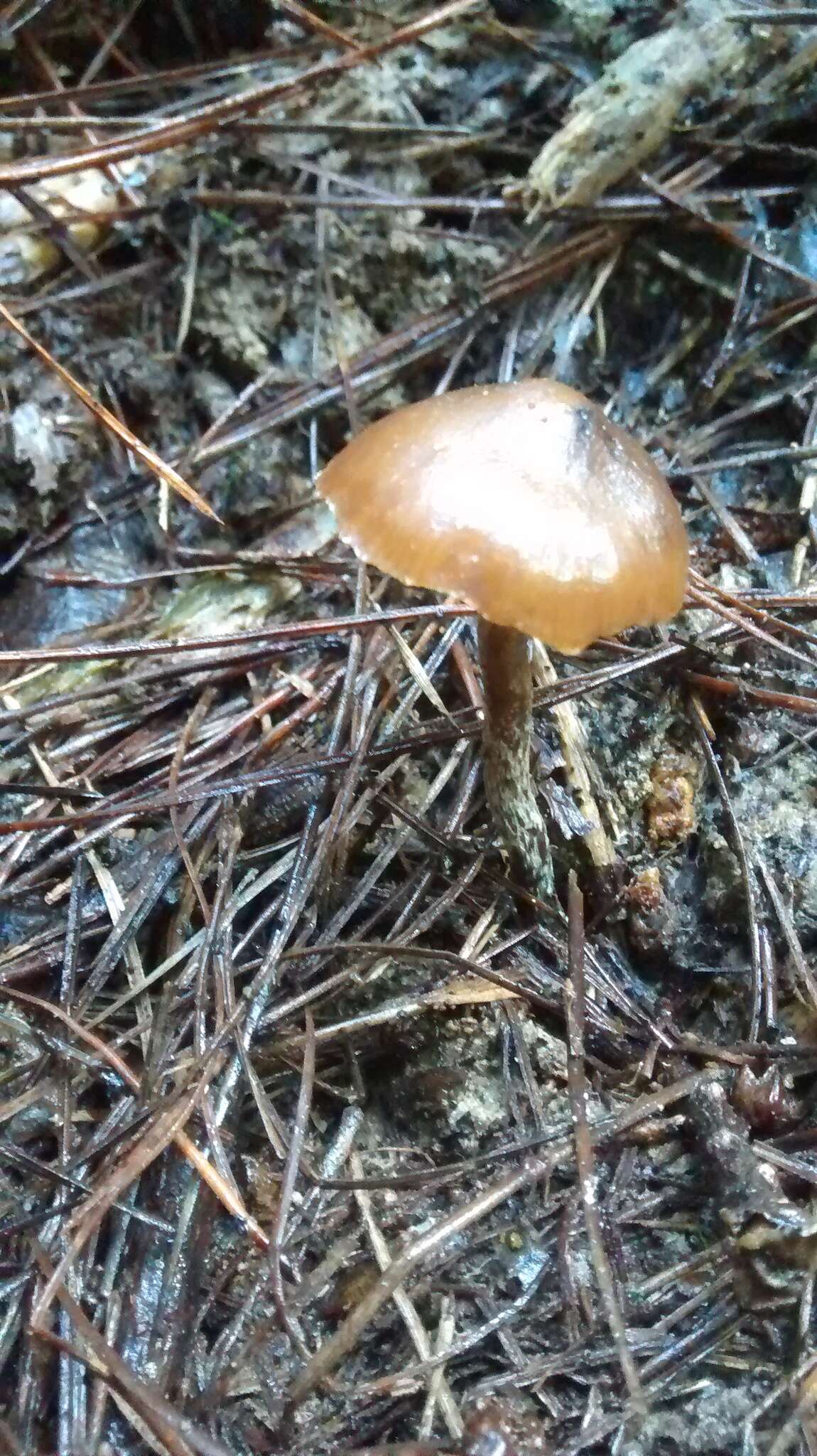 Image de Psilocybe aucklandiae Guzmán, C. C. King & Bandala 1991