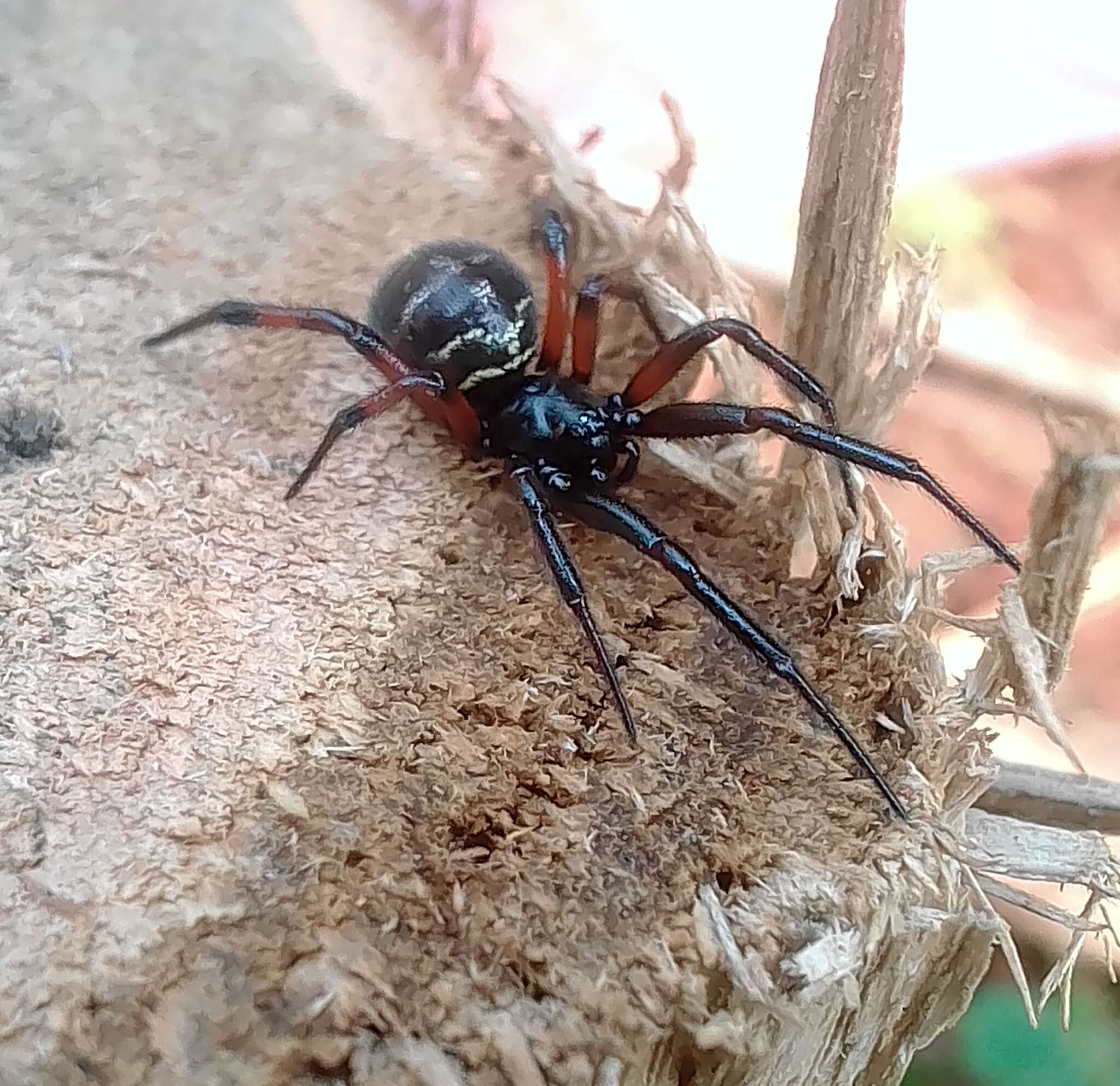 Image of Steatoda retorta González 1987