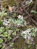 Image de Corydalis tarkiensis Prokh.