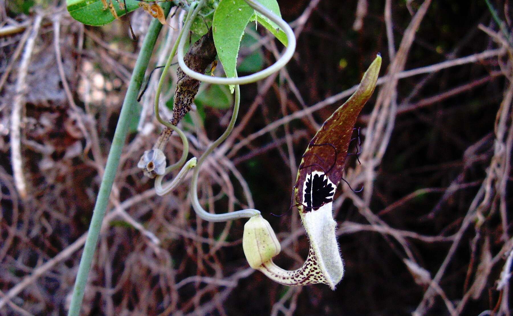 Sivun Aristolochia tentaculata O. Schmidt kuva