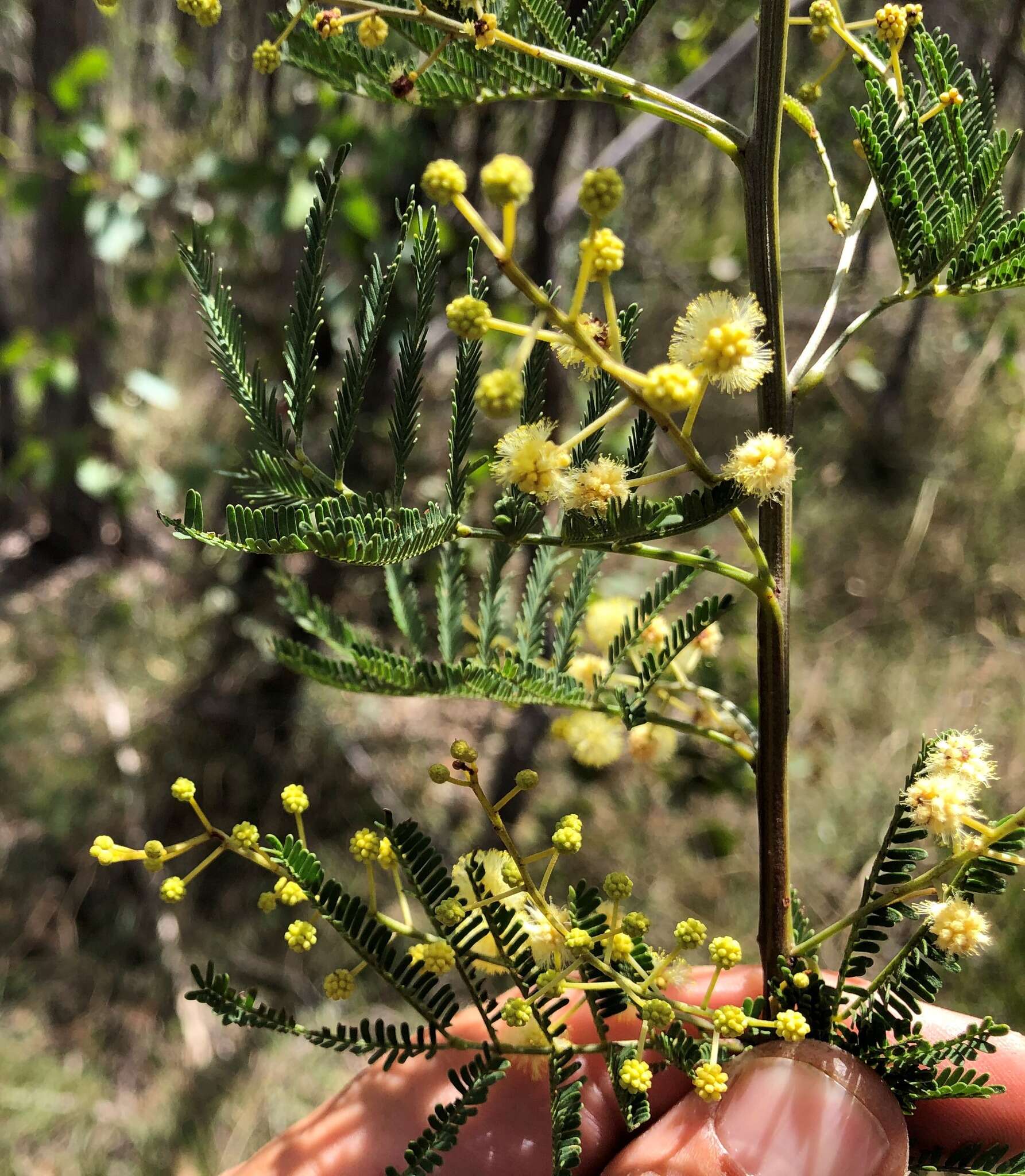 Sivun Acacia deanei (R. T. Baker) M. B. Welch, Coombs & McGlynn kuva