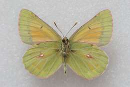 Image of Colias eogene Felder & Felder 1865