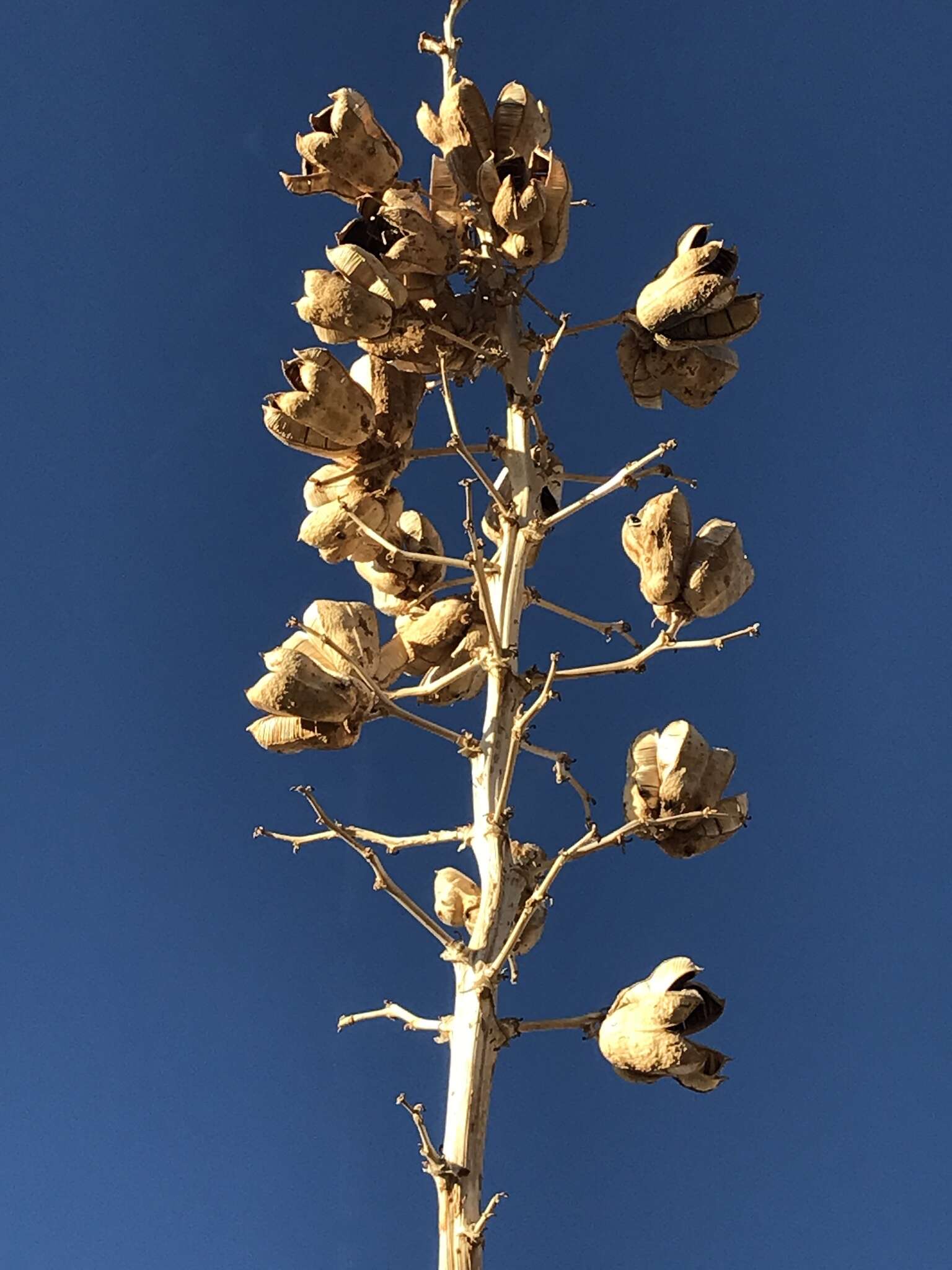 Image of Yucca elata var. elata