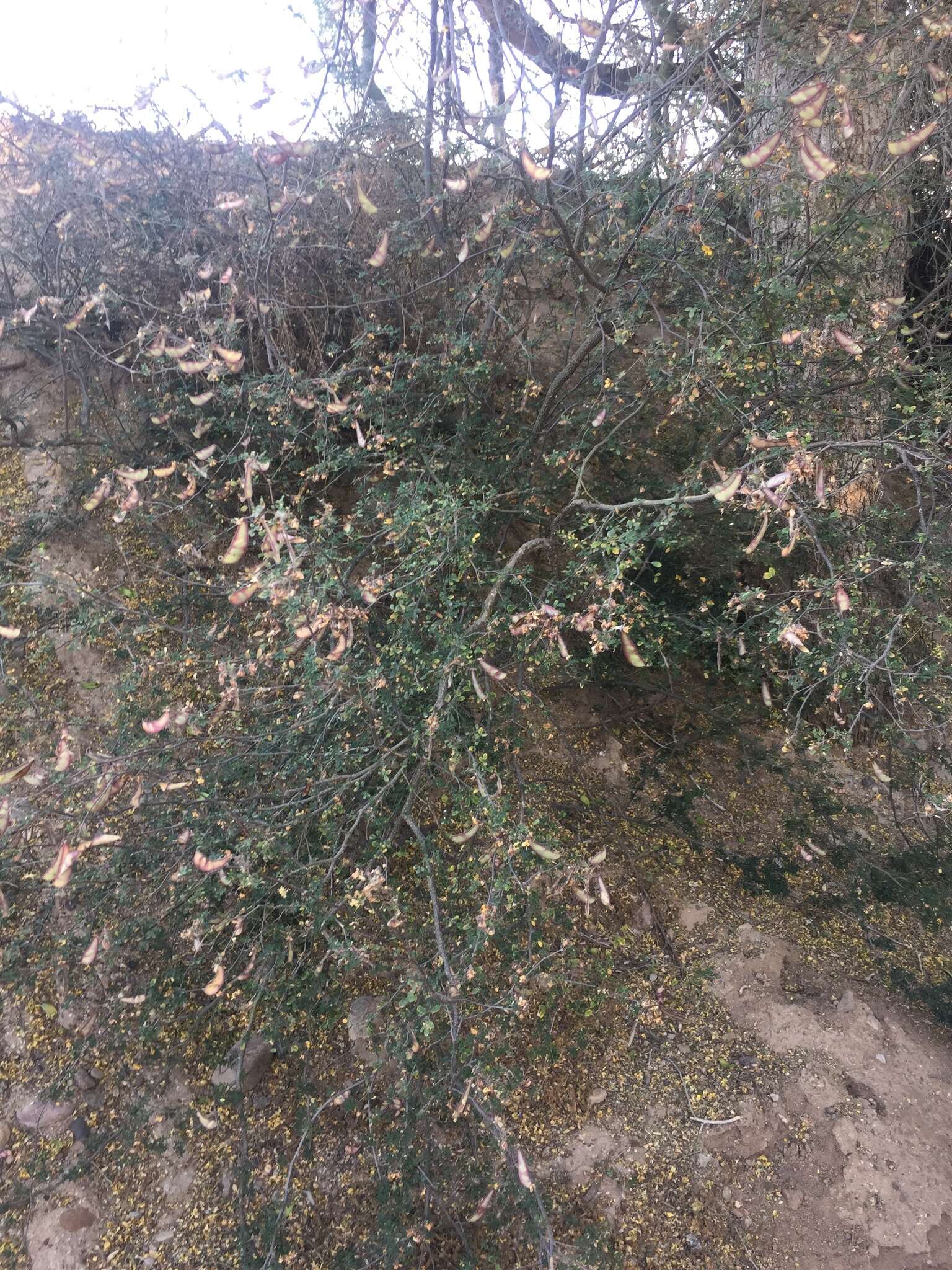 Image of <i>Erythrostemon palmeri</i>