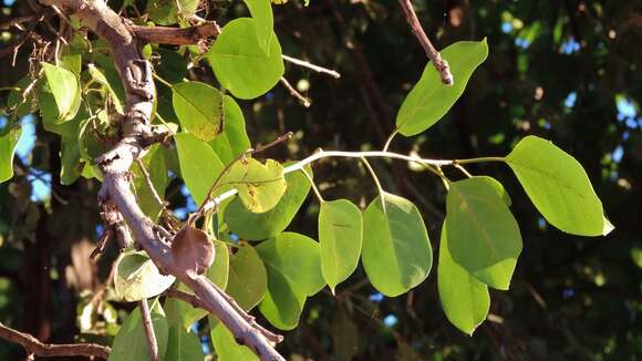 Image of Grey-bark saucer-berry