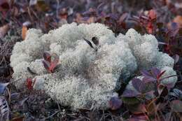 Image of star reindeer lichen