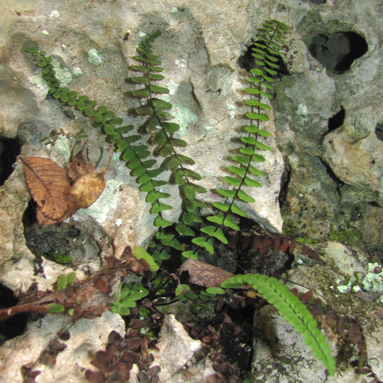 Image of blackstem spleenwort